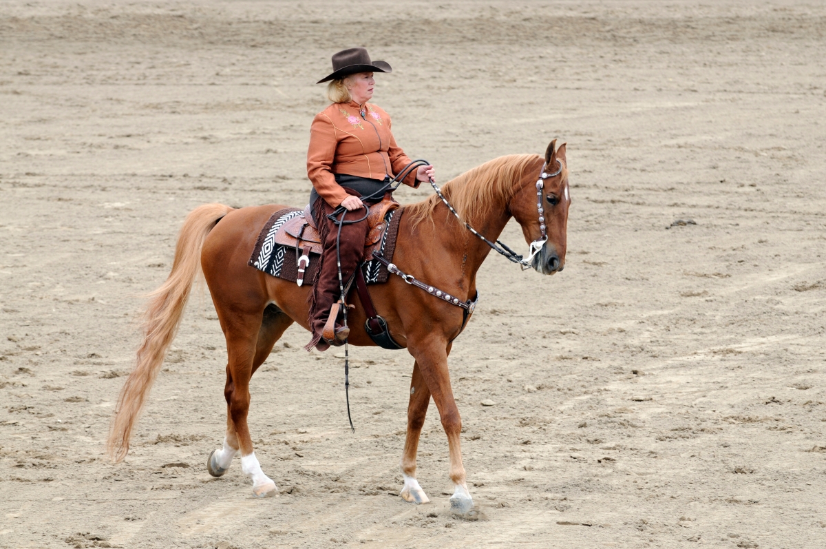 American-Saddlebred (5)